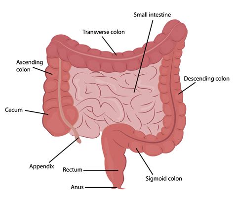 Intestinal — High Plains Surgical Associates