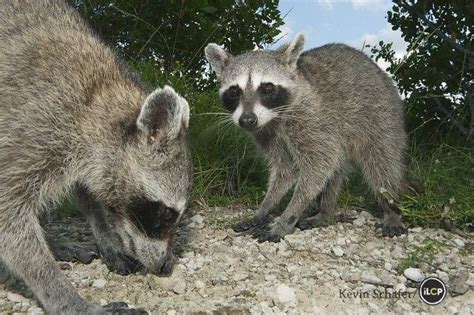 Pygmy Raccoon (Procyon pygmaeus) Critically endangered, Cozumel Island, Mexico. | Carnivoros