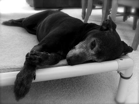 Orthopedic Dog Beds | Kuranda Dog Beds®