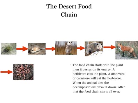 The Desert Food Chain by Israel | Science, Environment, Animals | ShowMe