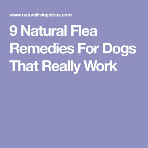 9 Natural Flea Remedies For Dogs That Really Work | Flea remedies, Dog flea remedies, Natural ...