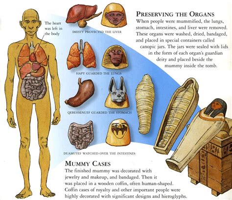 Canopic jars, organ systems, and their respective patron deities, from “Tales of the Dead ...