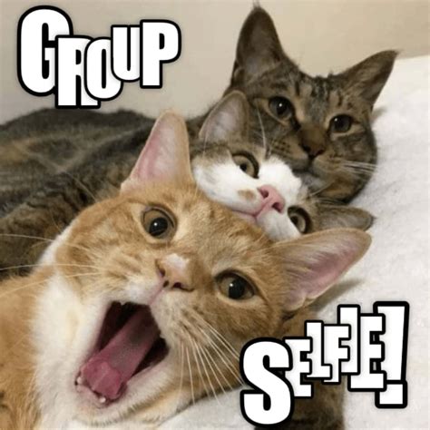 Download Funny Cats Group Selfie Picture | Wallpapers.com