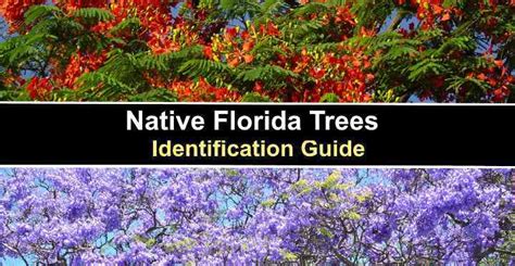 Native Florida Trees (With Pictures) - Identification Guide