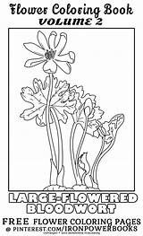 Botany Coloring Book Pages sketch template