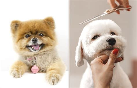 50+ Cute dog haircuts To inspire your next grooming session