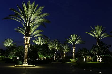 Palm Tree Lighting Landscape Lighting design Outdoor lighting for you ...