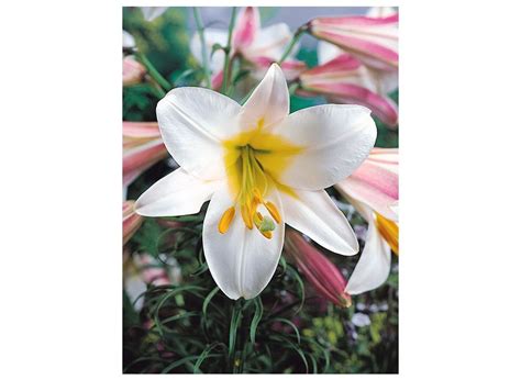 Buy Lilies REGALE flower bulbs online | BULBi.nl