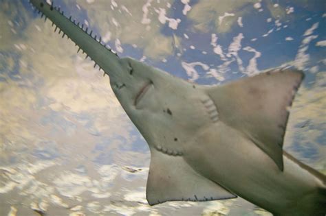 Nine Interesting Facts About Sawfish