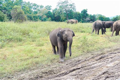 Elephant Spotting in Minneriya National Park, Sri Lanka. - It's Aimee Rebecca