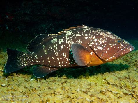 Epinephelus Marginatus 【MERO 】 | Ficha Técnica Completa