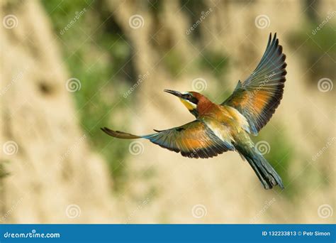 The European Bee-eaters, Merops Apiaster is Flying Stock Image - Image of flower, branch: 132233813