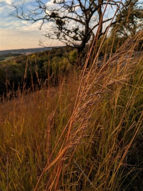 The Fiery Hues of the Prairie Grasses in Autumn - Blog - Pottawattamie Conservation