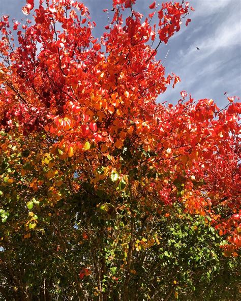 A Charmed Life — The “fall” trees in Texas are just overachievers....