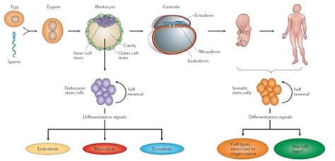 Adult Somatic vs Embryonic Derived Stem Cells