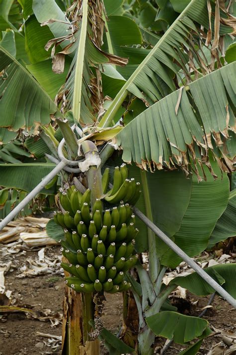 Banana plantation 1080P, 2K, 4K, 5K HD wallpapers free download ...