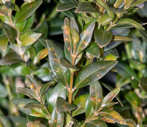 Boxwood Leafminer Images | University of Maryland Extension