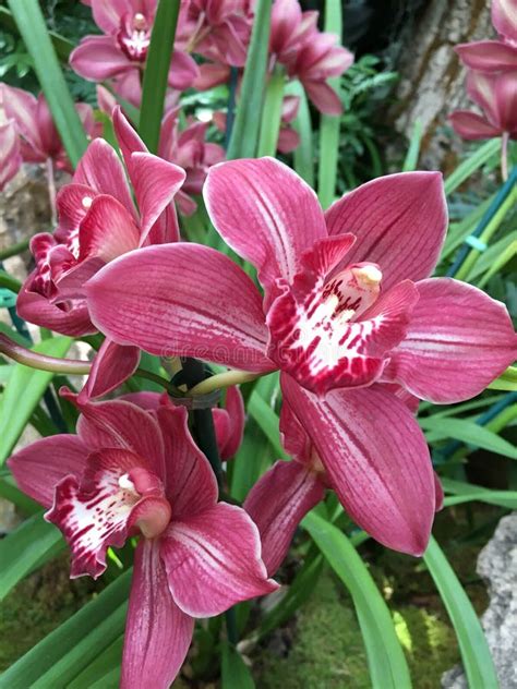 Missouri Botanical Garden Orchid Show Stock Photo - Image of orchid, show: 118750082