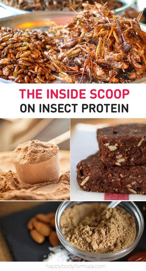 Insect Protein Benefits: The Inside Scoop – Happy Body Formula