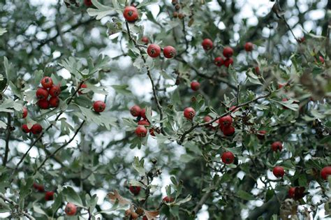 Hawthorn Berries (Zaaroor) - Taste of Beirut