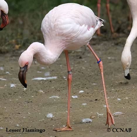 Lesser Flamingo (Phoenicopterus minor) - North American Exotic Flamingos - Birds of North America