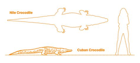 Cuban Crocodile (Crocodylus rhombifer) Dimensions & Drawings ...