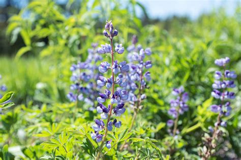 Maine's True Lupine | Coastal Maine Botanical Gardens