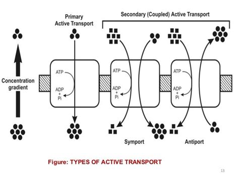 MECHANISMS OF DRUG ABSORPTION