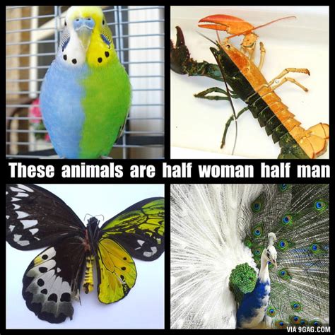 It's a phenomen called bilateral gynandromorphism - 9GAG