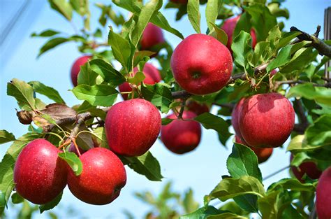 Apple Seed Gospel - Lambchow