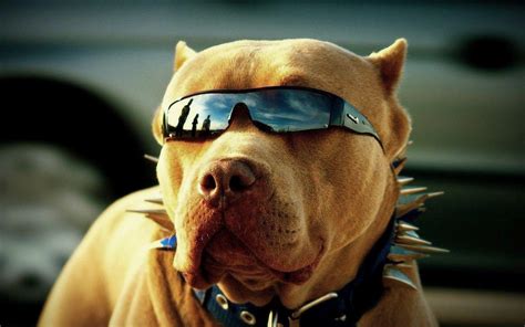 Cool Dog Wallpapers - Top Free Cool Dog Backgrounds - WallpaperAccess