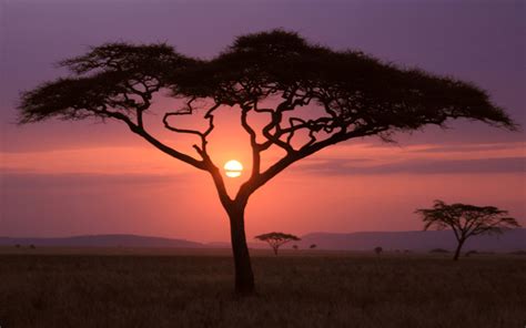 Sfondi : paesaggio, tramonto, natura, ramo, Alba, sera, mattina, orizzonte, crepuscolo, savana ...