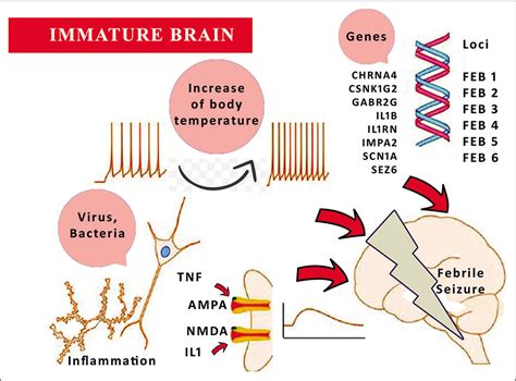 Clinical review of febrile seizure and updates - Karnataka Paediatric ...