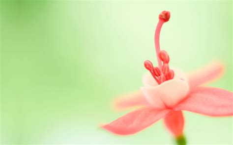 Cute Pink Flowers Wallpaper - WallpaperSafari