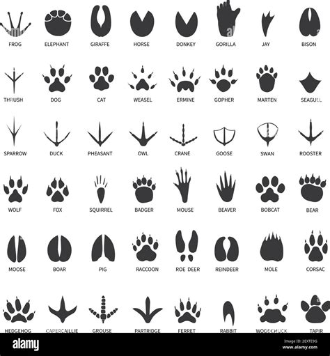 Animals footprints. Animal paws prints. Elephant and gorilla, bison and ...