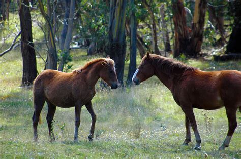 Australian brumby Photograph by Glen Johnson - Pixels