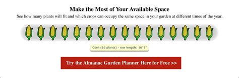 Sweet Corn: Planting, Growing, and Harvesting Sweet Corn | The Old Farmer's Almanac