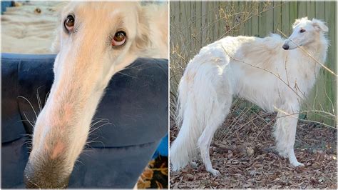 A Regal Borzoi Wolfhound With a Very Long Nose