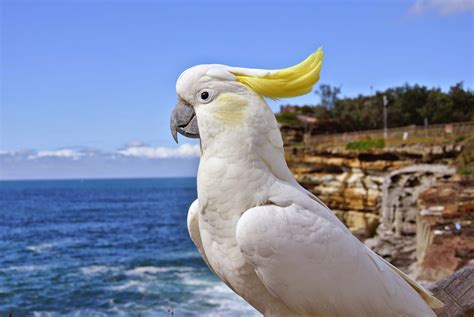 Cockatoo Bird Species Profile