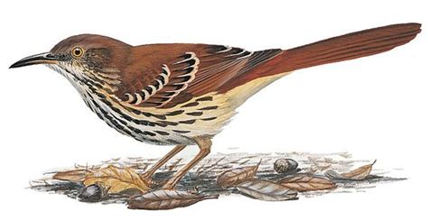 Brown Thrashers, Brown Thrasher Pictures, Brown Thrasher Facts - National Geographic | Brown ...