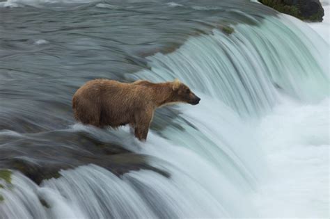 Getting this Shot: Brown Bear on Silky Waterfall