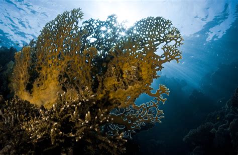 How to Identify Fire Coral and Treat Its Stings