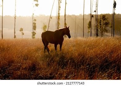 Horse Breed Waler Photos and Images | Shutterstock