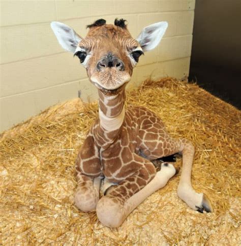 30 Cute Baby Animals That Will Make You Go ‘Aww’