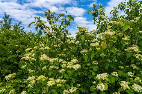 Viburnum, Blackhaw, Viburnum prunifolium | Leaves for Wildlife