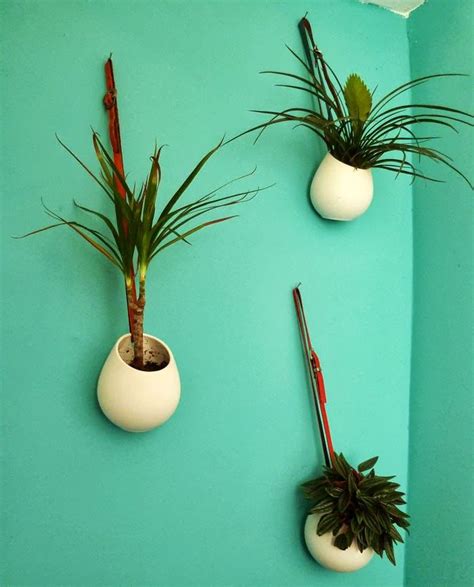 three white vases with plants in them on a blue wall