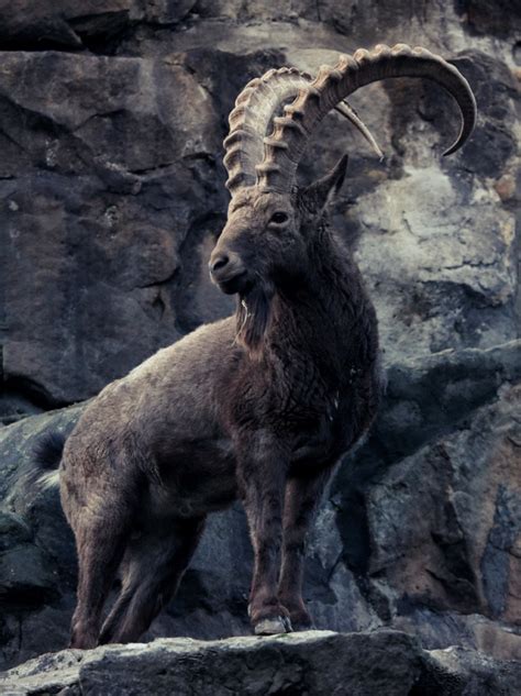 Himalayan Ibex a Distinct Species