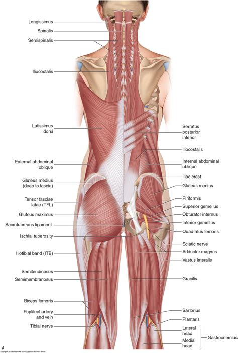 What is a hamstring strain and what are the causes of a hamstring strain?