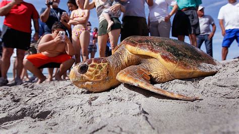 Leatherback Turtle Eating Plastic Bags