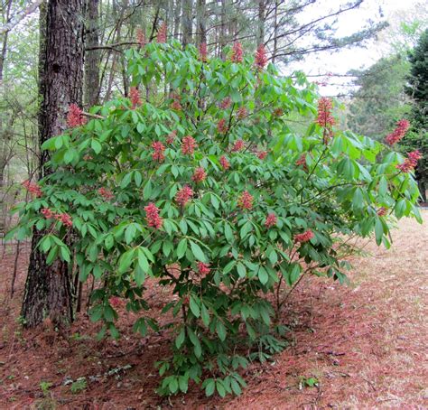 Using Georgia Native Plants: Buckeyes: Beginning to End